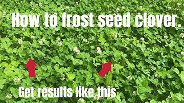 How to frost seed clover in your food plot .
