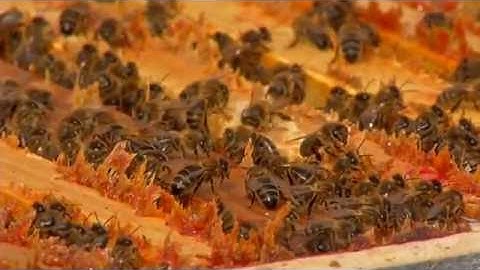 Video installation beehive FBN  hostabee 2016 06 15 15