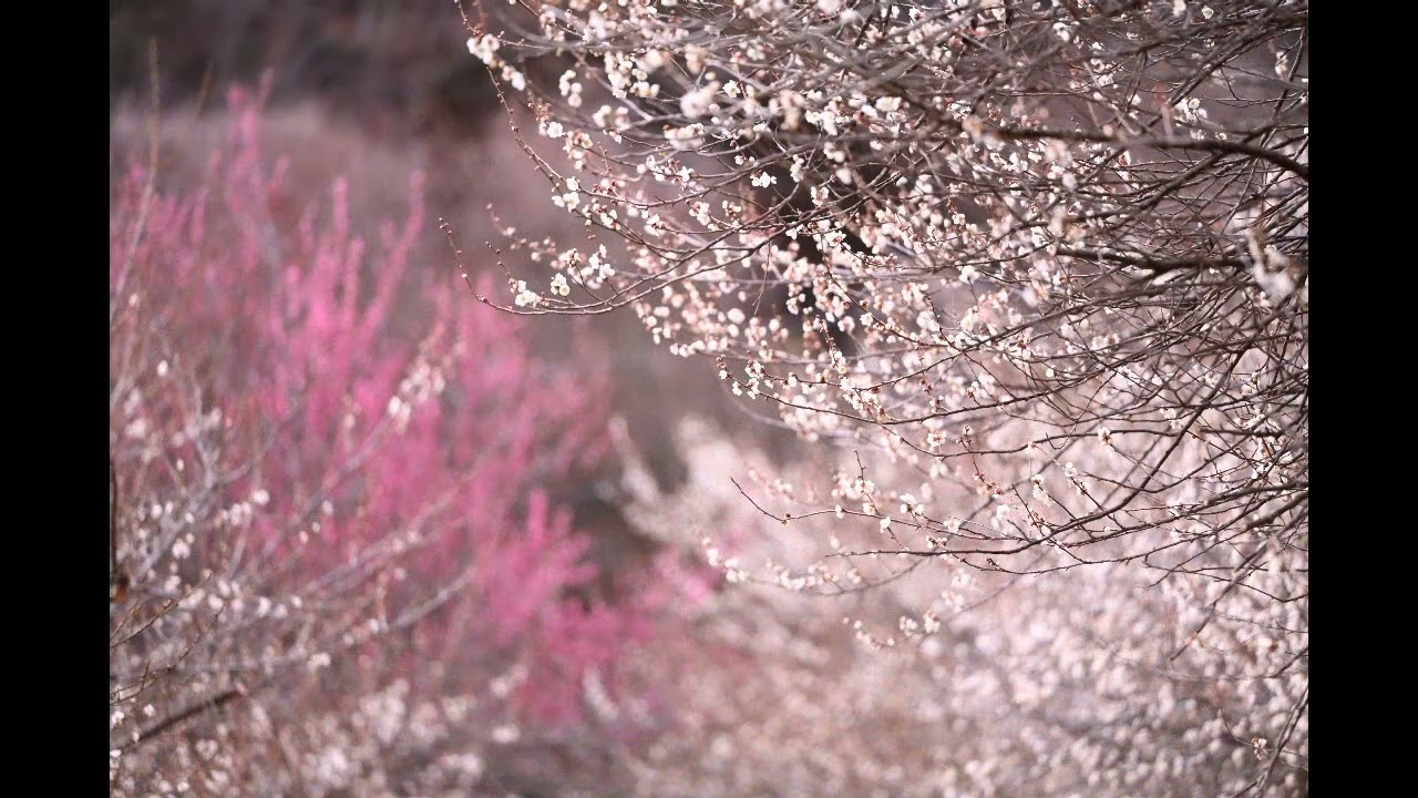 2026年2月20日　梅　本沢梅園（神奈川県相模原市）