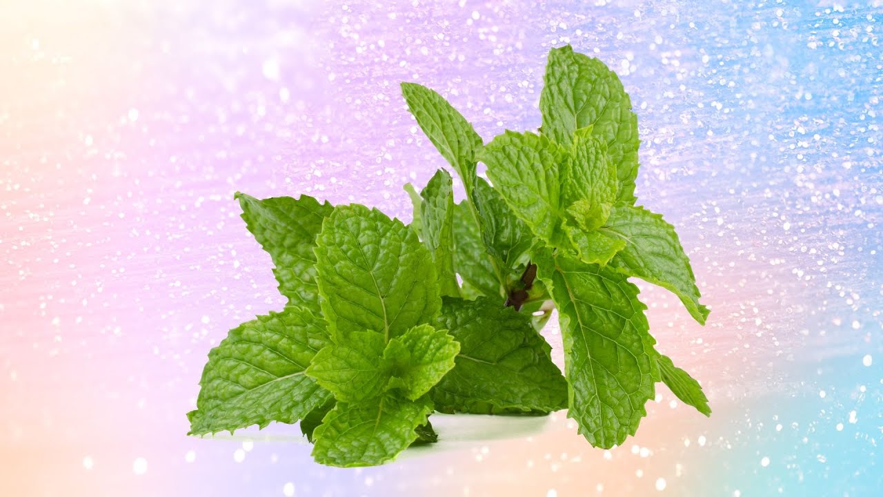 ТОП-5 фактов о мяте