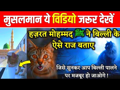 बिल्लियों के बारे में हमारे नबी ने क्या फ़रमाया है ? Islam Mein Billi (Cat) Palna Kaisa Hai ?
