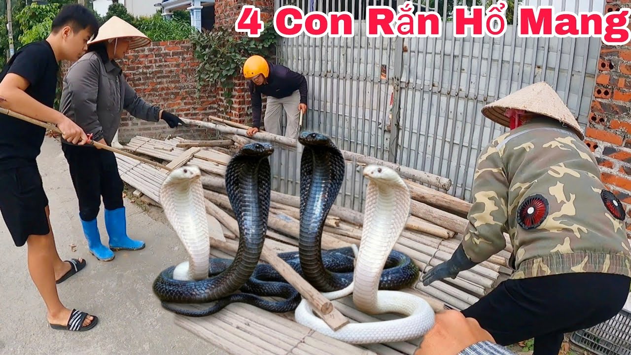 Cuộc Gọi Khẩn Cấp 4 Cô Công Nhân Phát Hiện 4 Con Rắn Hổ Mang Ngủ Đông ...