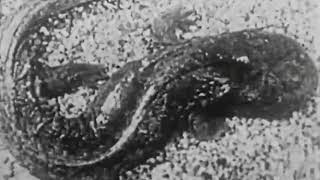Video voorbeeld van "Lungfish - Creation Story"