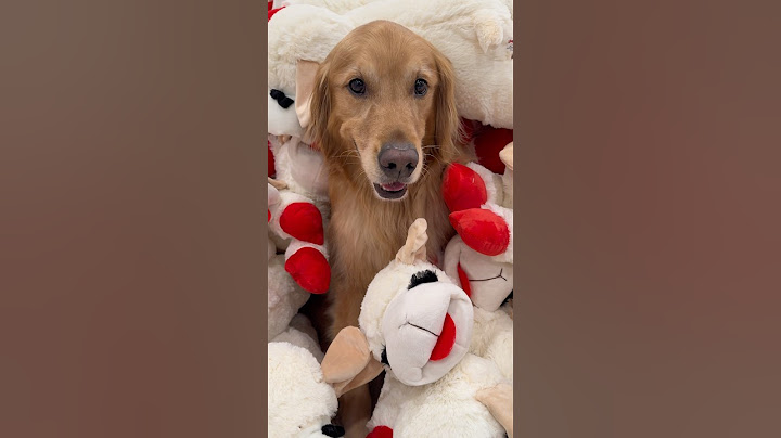 I bought my dogs 500 of their favorite toys!