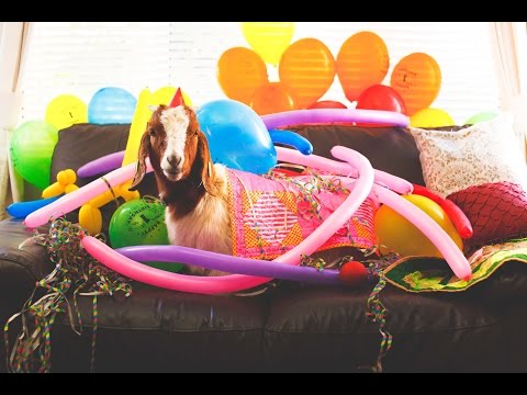 the-goat's-birthday---a-short-comedy-film-(3/3)