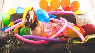 The Goat's Birthday - A Short Comedy Film (3/3)