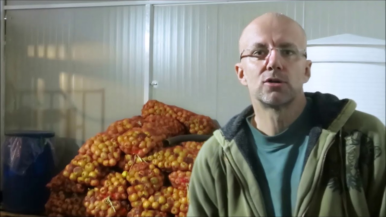 Proizvodnja rakije od dunje - Batajnica - najbolja rakija