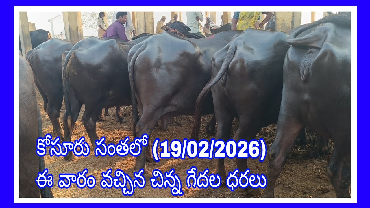కోసూరు సంతలో (19/02/2026) ఈ వారం వచ్చిన చిన్న గేదలు, లోకల్ గేదెలు  వాటి ధరలు @Rythubidda