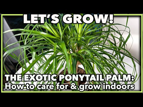 Vídeo: Ponytail Palm Tree Information - Como cuidar de uma palmeira de rabo de cavalo