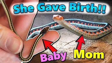 We got Baby Red-Sided Garter Snakes!!