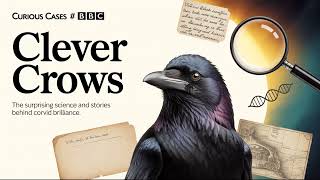 Curious Cases | Clever Crows | BBC Radio 4
