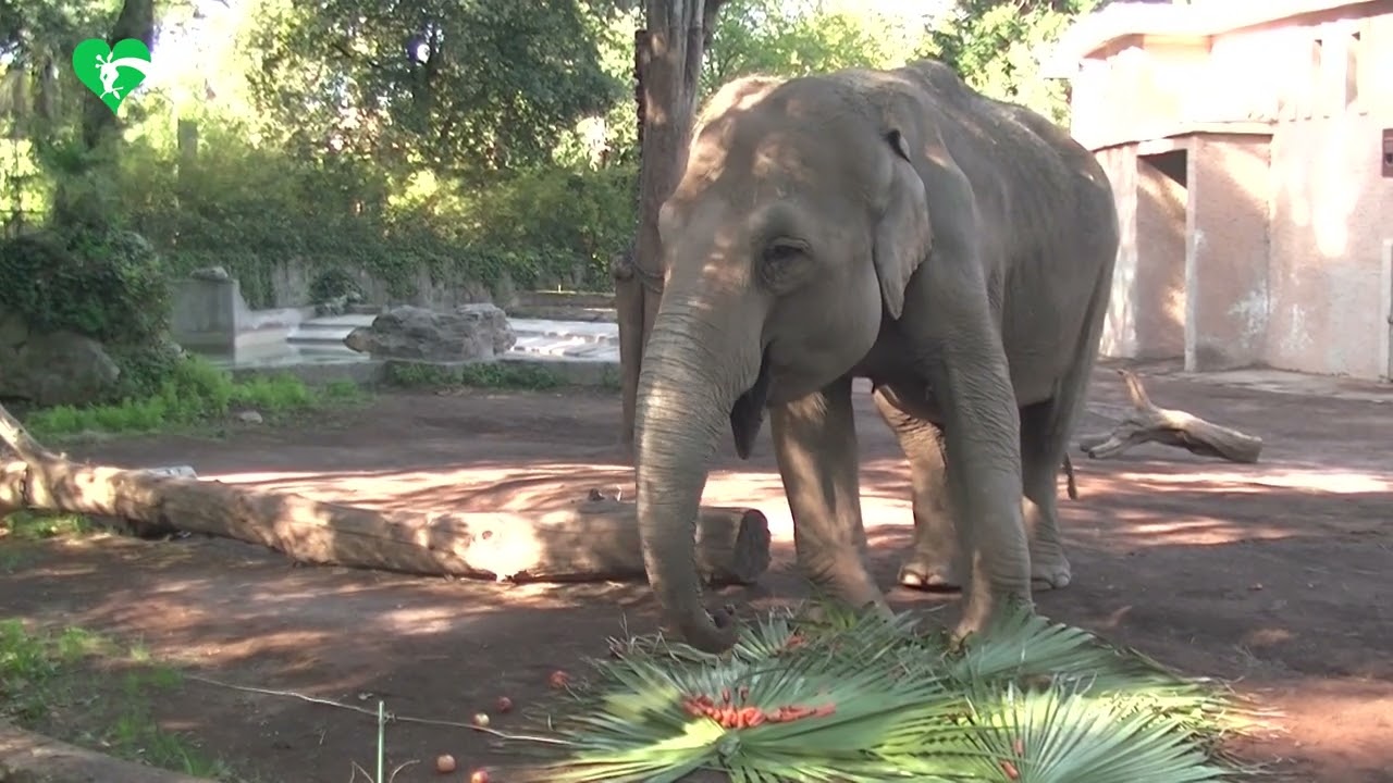 Compleanno Sofia 55 anni