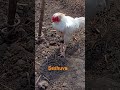 Seshuva Punju