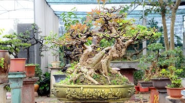 700k rẻ như cho không mua thì mua cây nào nữa anh em. LH 0399903128