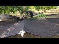 HARVESTING CHANDLER WALNUTS - SPIDER NET PLUS