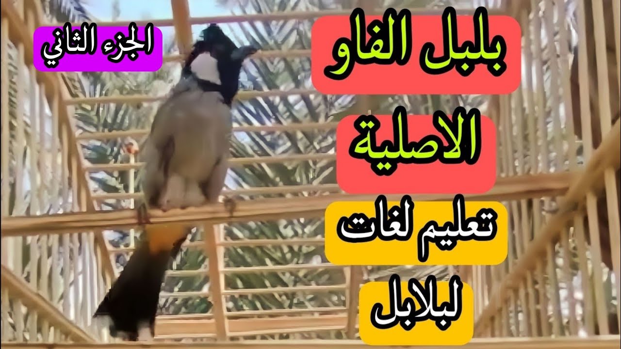 تغريد الفاو /