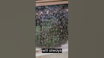 🐝 Late Honeybee Swarm Introduced in a Two Hive #BEEcosystem Setup #shorts