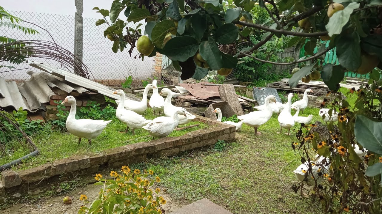 гуси пасутся на зелёных лугах, куры как всегда, кошка ревизор - YouTube