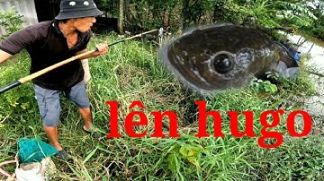 Câu cá _câu cá lóc bằng vịt,thợ săn Hugo, điểm huyền thoại