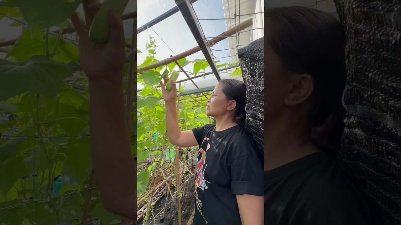 ไม่ยอมให้พื้นที่ใดๆในบ้านว่าง🤣🤣 และสุนก็ไม่ยอมว่างด้วยนะจ้า🍄‍🟫🍄‍🟫🍄‍🟫