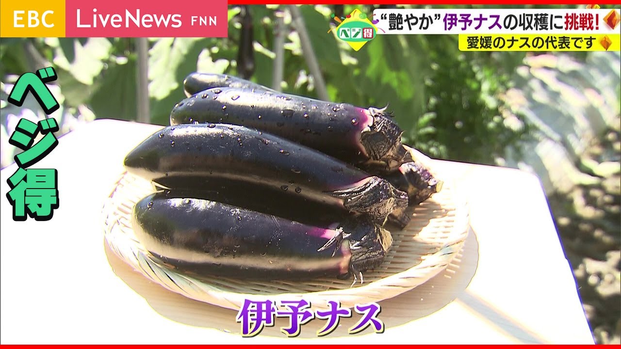 ベジ得】今がおいしい夏野菜の「ナス」 - YouTube