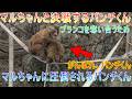 【王座決定戦】7月10日ブランコを巡る容赦なき大乱闘!💥強敵マルちゃんに圧倒され、パンチくんは完全に形勢不利な状態に...😭#パンチくん