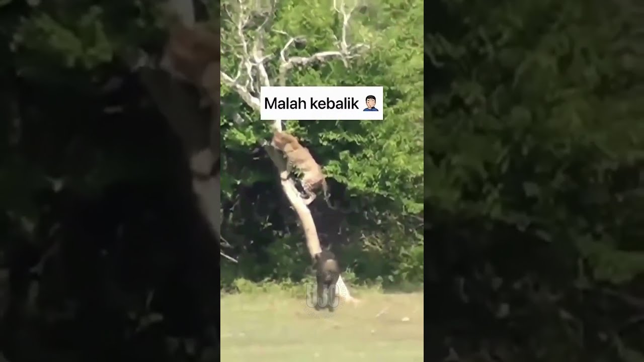 Lions Are Afraid Of Tapirs Shorts Shortvideo Short