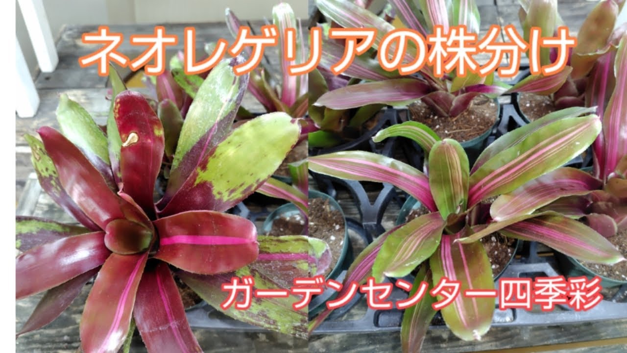 ネオレゲリアの株分け #ガーデンセンター四季彩 #園芸店 #園芸 #観葉