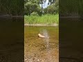 Polish enjoying the water not listening to me