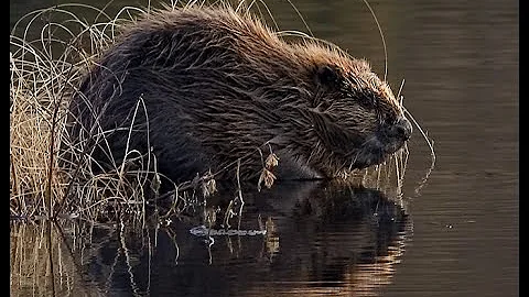 Living with Beavers