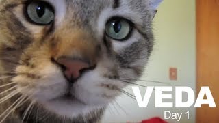 I owe the IRS 4 BILLION DOLLARS! (VEDA day1)