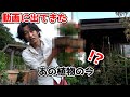 【気になる】あの植物たちの今がすごかった 【カーメン君】【ガーデニング】【園芸】