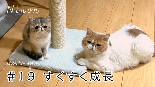 【ニノン】兄猫に囲まれて元気に成長するニノンの様子  #エキゾチックショートヘア #猫 #kitten #cat by うとうとおふとん 4,884 views 1 year ago 3 minutes, 34 seconds