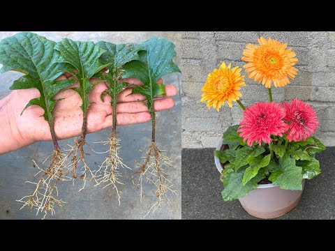 Video: Pestujte si vlastné gerbery v kvetináči