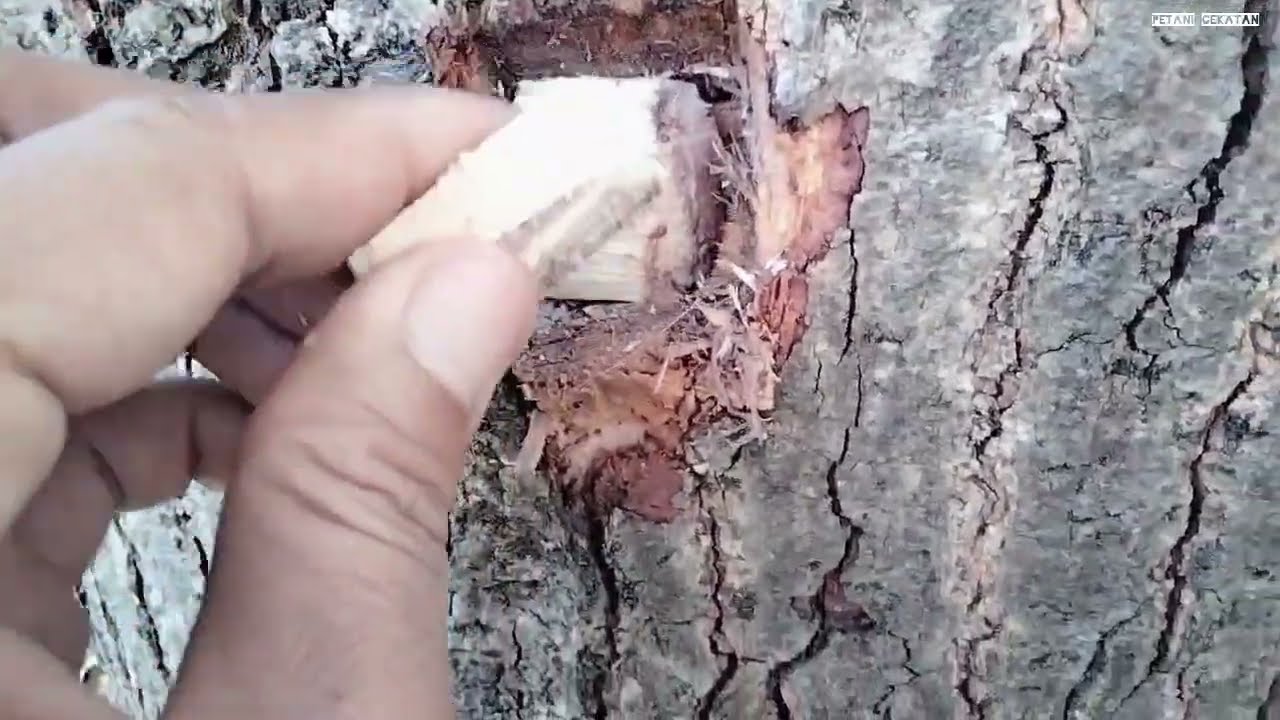 sahabat petani cekatan // cara pembasmian pohon besar menggunakan racun