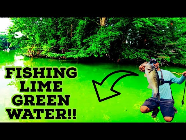 FINESSE JIG Bass Fishing in GREEN Pond Water! HOW TO 