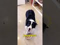 This dog came to the rescue of its injured owner
