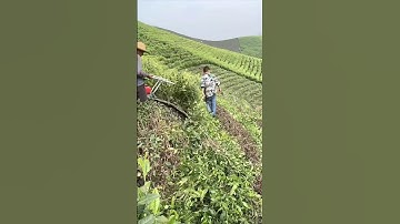 Tea Tree Pruning - Good Tools and Machinery Improve Work Efficiency