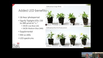 Tech On Demand: Success With Cuttings (Part 13) – LEDs in URC Production