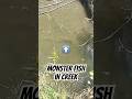 Monster fish in creek water about a foot deep. #fishing #creek #fish