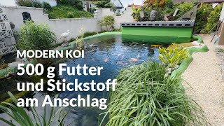 A water analysis of Jan Teich | Modern Koi Blog #7243