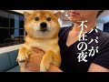 子猫に付きっきりで看病をした日の、柴犬の反応がこちら。