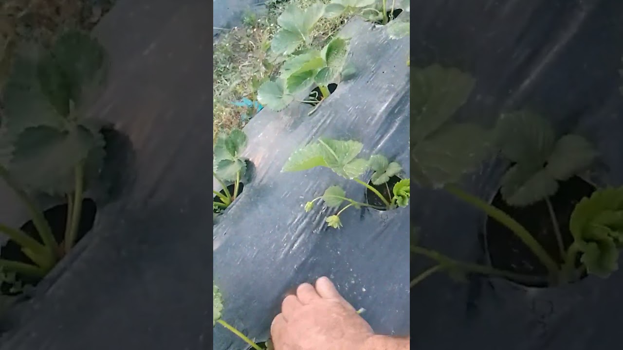 3.05.2025. Высадка раннего  сорта Флер. Ну а на Альбионе ждём ягоду.