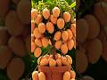Easy and fast method to grow and propagate mango trees #garden #fruits #nature