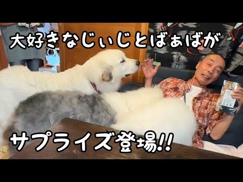 【まさか！】いるはずのない大好きな人が突然登場したら超大型犬たちも３歳児も喜びすぎて大変でした…笑｜グレートピレニーズ&オールドイングリッシュシープドッグ&トイプードル