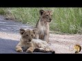 Cubs Of Casper The White Lion Calling - And ROARING - For Mother