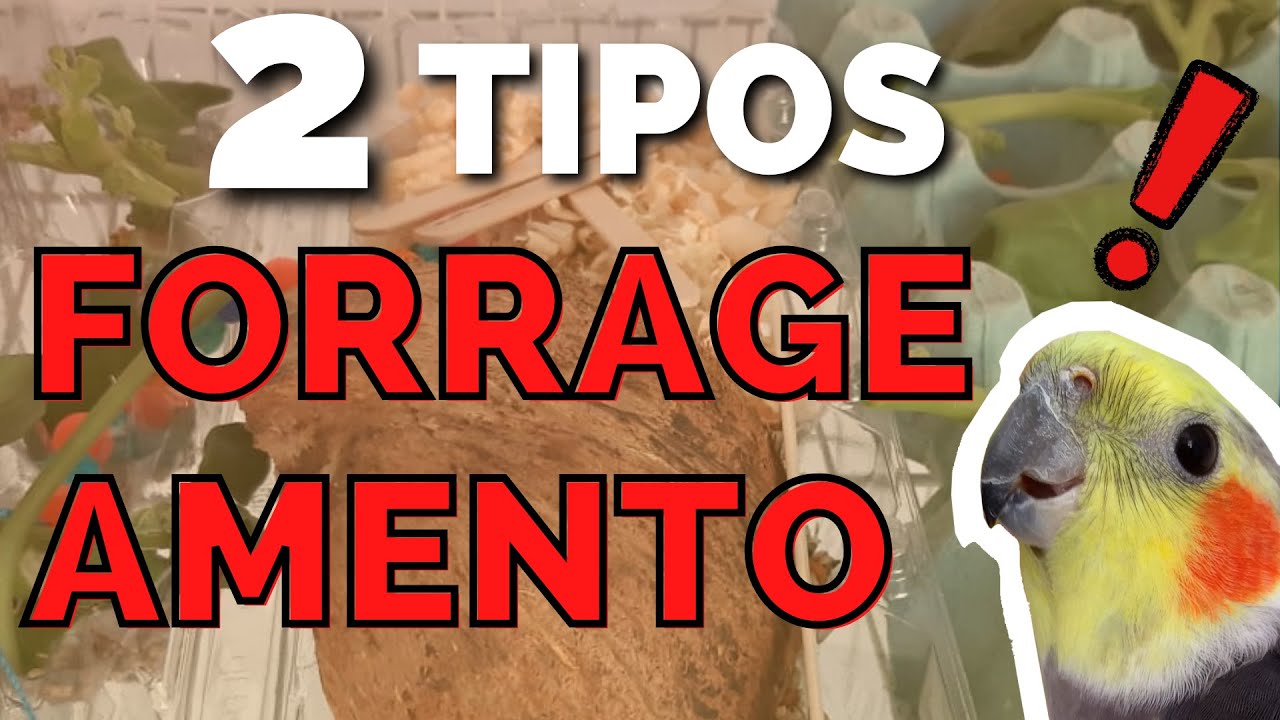 Caixas de FORRAGEAMENTO para Calopsitas - Brinquedo