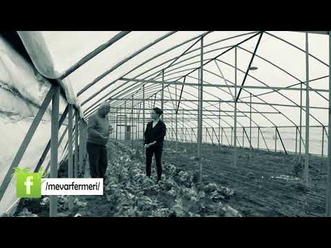 სალათის ფოთლის წაროება სათბურებში-მე ვარ ფერმერი/me var fermeri