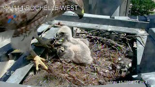 LIVE: Hawk family nesting in front of highway camera