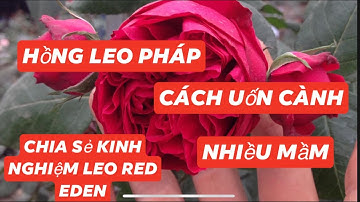 Cách uốn cây leo red Eden nhiều mầm và nhiều ngọn mới(hoa hồng leo có làm tree rose được không ?)